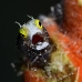 blenny_spinyhead_mog_jar_v_0061_cub1824_crop.jpg
